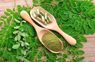مورینگا چیست؟ خواص، کاربردها و شیوه مصرف “درخت معجزه‌گر”